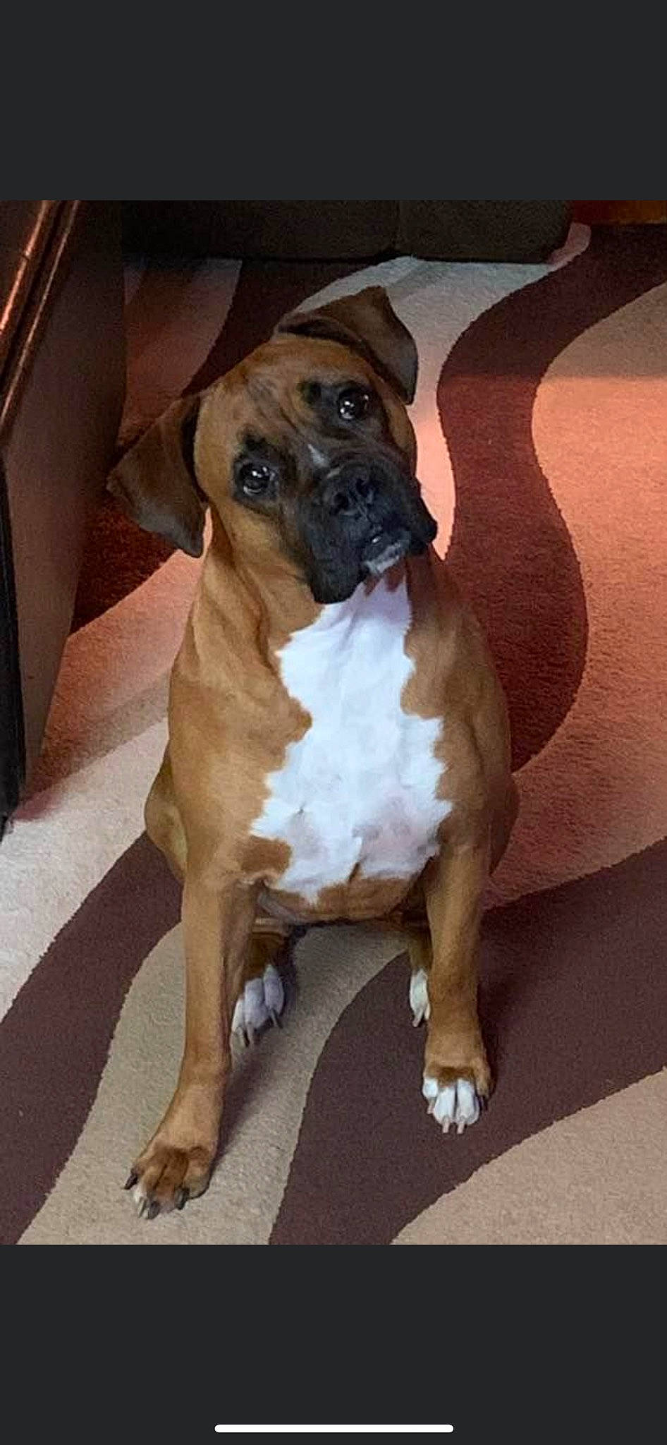 Cali joined the competition — help win amazing prizes! bored, boxer, canidae, carnivore, collar, companion_dog, dog, dog_breed, dog_supply, fawn, liver, non_sporting_group, pet_supply, sporting_group, terrestrial_animal, wood, working_animal, working_dog