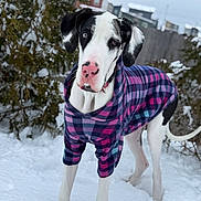 Lylly Belle joined the competition — help win amazing prizes! animal, canine, cold, cute, dog, ears, fence, friendly, fur, great_dane, nature, outdoor, pet, plaid_sweater, portrait, snow, standing, tree, winter, winter_clothing