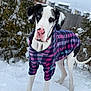animal, canine, cold, cute, dog, ears, fence, friendly, fur, great_dane, nature, outdoor, pet, plaid_sweater, portrait, snow, standing, tree, winter, winter_clothing