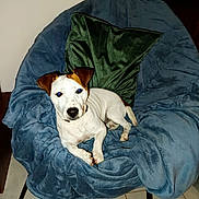 James a rejoint le concours — aidez-le/la à gagner de superbes lots ! dog, puppy, pet, white_fur, brown_ears, sitting, lying_down, indoors, chair, blanket, blue_blanket, green_pillow, home, floor, tile_floor, furniture, portrait, flash_photography, cute, animal