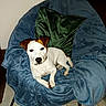 dog, puppy, pet, white_fur, brown_ears, sitting, lying_down, indoors, chair, blanket, blue_blanket, green_pillow, home, floor, tile_floor, furniture, portrait, flash_photography, cute, animal