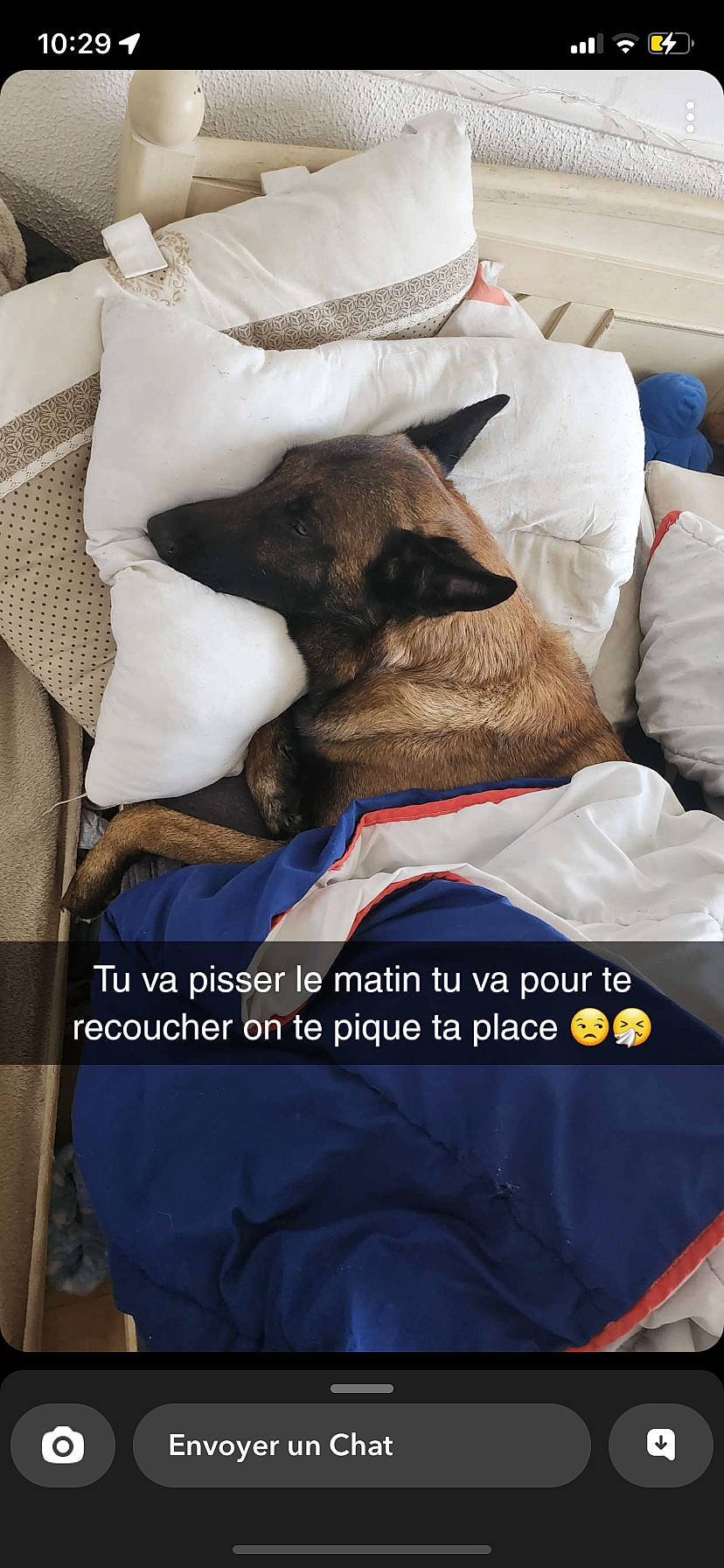Pitt participe au concours pour gagner de l'argent avec cette photo : bed_sheet, bedding, carnivore, comfort, companion_dog, dog, dog_breed, duvet, electric_blue, felidae, font, fur, linens, pillow, room, sleeve, sporting_group, t_shirt, textile, working_animal