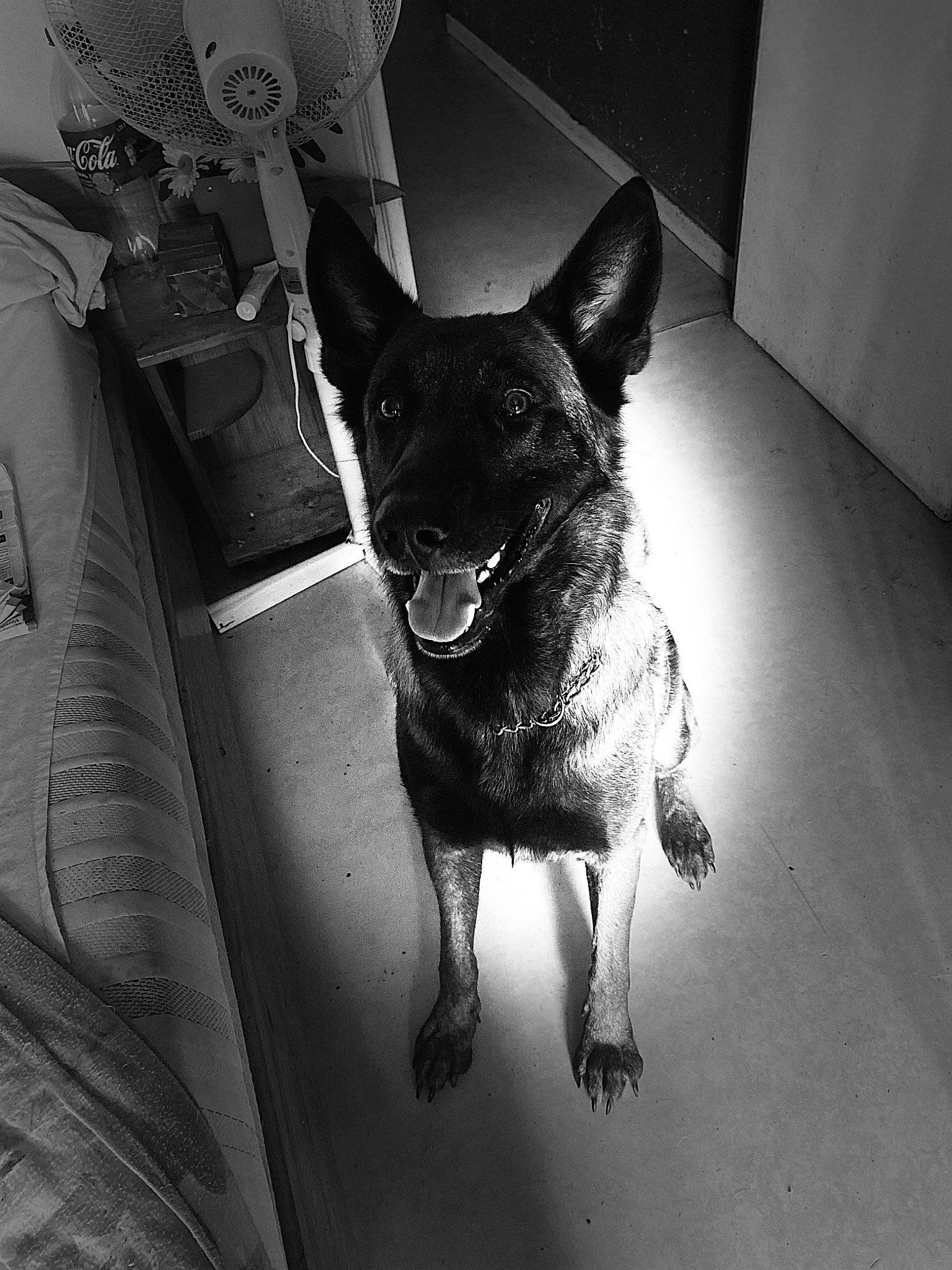 Pitt a rejoint le concours — aidez-le/la à gagner de superbes lots ! black, black_and_white, canidae, carnivore, collar, companion_dog, dog, dog_breed, dog_collar, flooring, grey, monochrome, monochrome_photography, snout, sporting_group, style, tints_and_shades, whiskers, white, working_animal