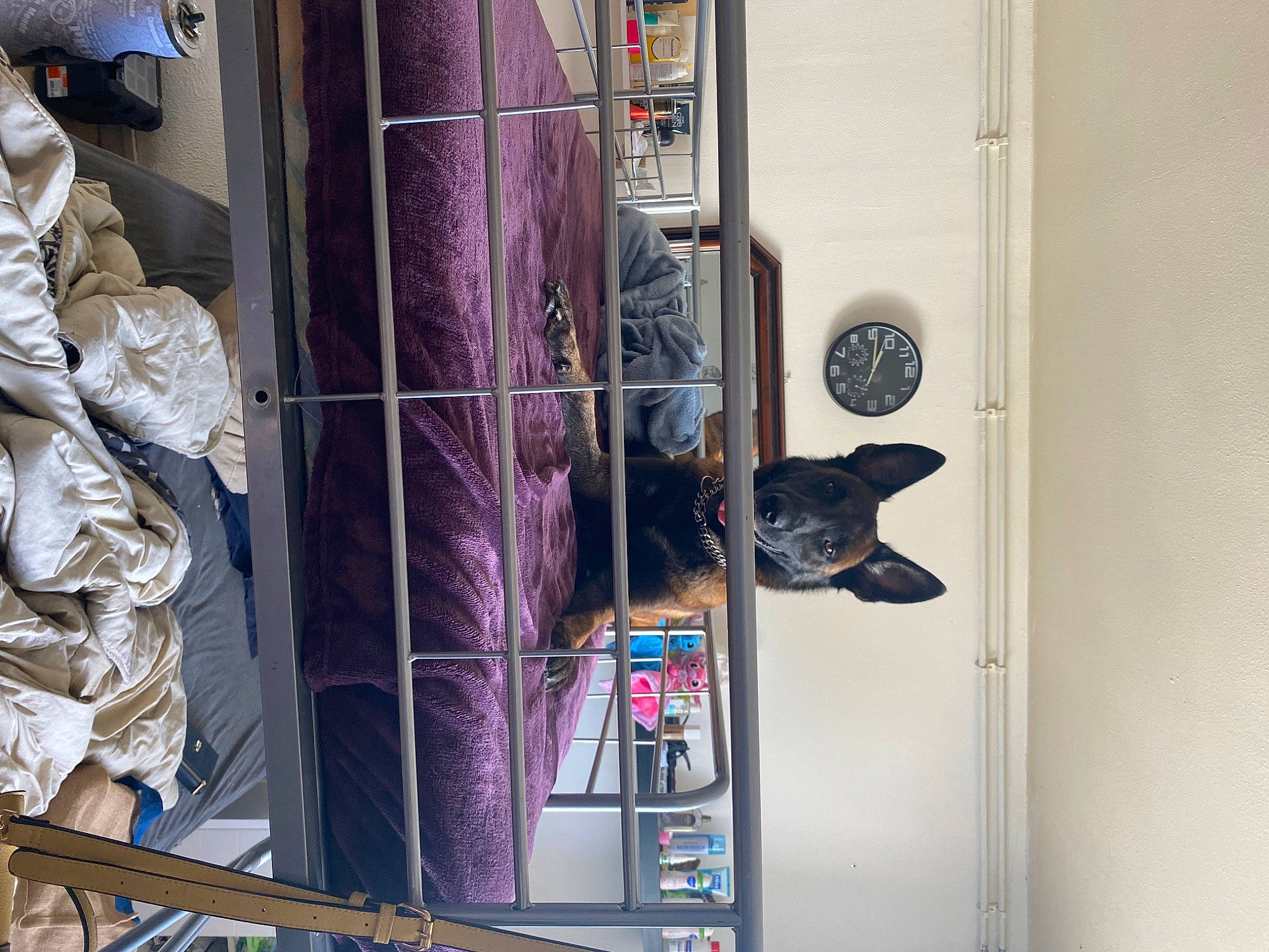 Pitt a rejoint le concours — aidez-le/la à gagner de superbes lots ! carnivore, closet, denim, dog, door, facade, gas, glass, hat, machine, metal, retail, room, shelving, street, vehicle_door, visual_arts, window