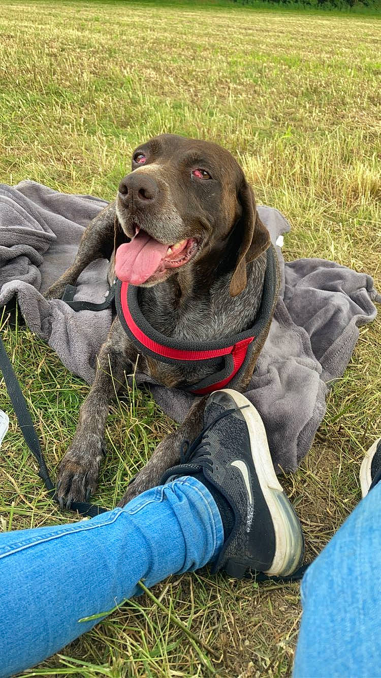 Jena a rejoint le concours — aidez-le/la à gagner de superbes lots ! borador, canidae, carnivore, collar, companion_dog, dog, dog_breed, dog_collar, dog_supply, fashion_accessory, grass, guard_dog, gun_dog, labrador_retriever, leash, liver, pointing_breed, retriever, sporting_group, working_animal