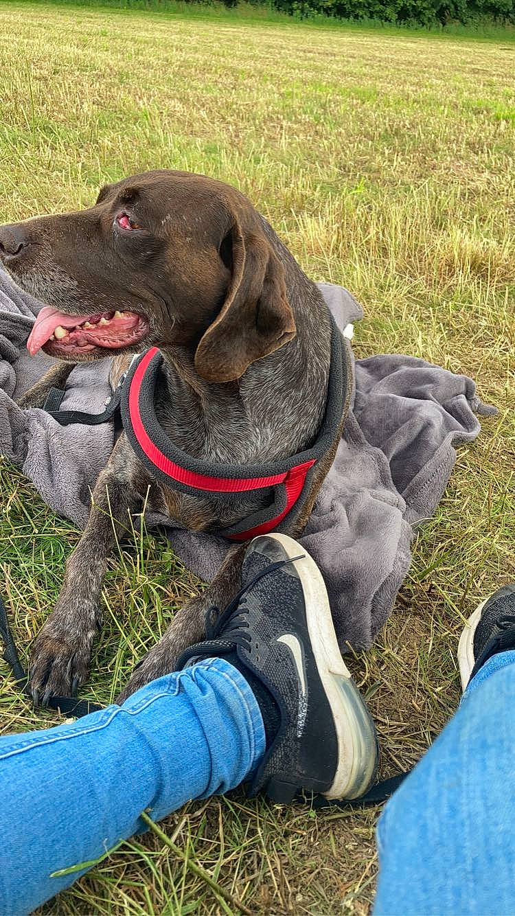 Jena participe au concours pour gagner de l'argent avec cette photo : borador, canidae, carnivore, collar, companion_dog, dog, dog_breed, dog_collar, dog_supply, fawn, grass, gun_dog, hunting_dog, leash, liver, pet_supply, sporting_group, working_animal