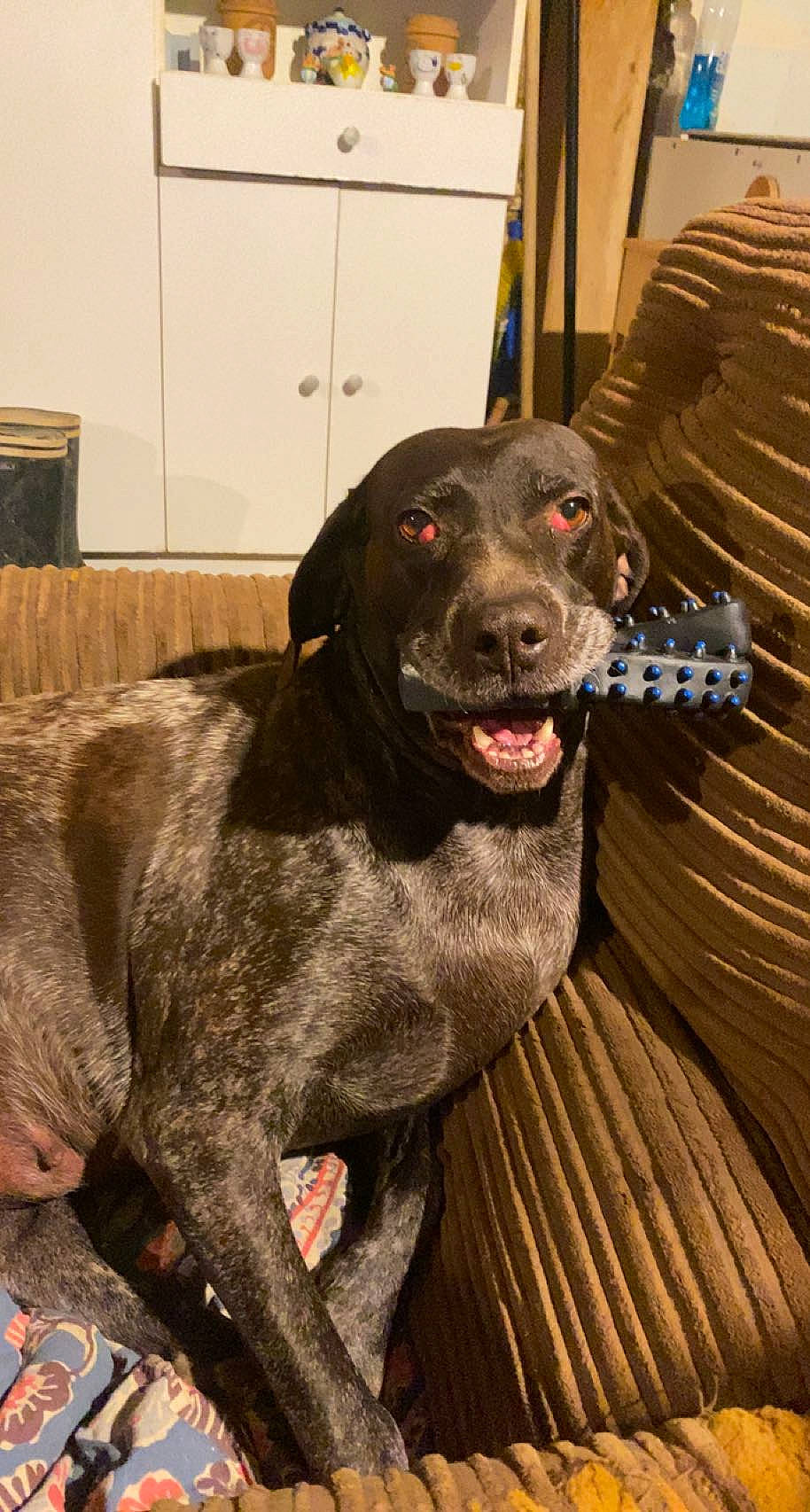 Jena participe au concours pour gagner de l'argent avec cette photo : borador, canidae, carnivore, collar, companion_dog, dog, dog_breed, dog_collar, fawn, fur, guard_dog, gun_dog, liver, retriever, snout, sporting_group, tail, terrestrial_animal, whiskers, working_animal