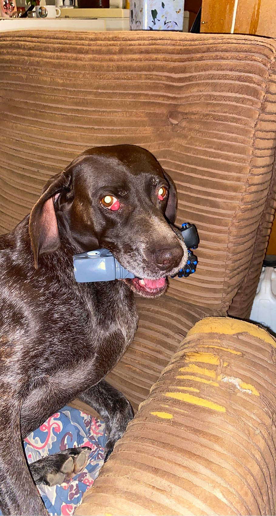 Jena participe au concours pour gagner de l'argent avec cette photo : borador, canidae, carnivore, collar, companion_dog, dog, dog_breed, dog_collar, dog_supply, fawn, fur, german_shorthaired_pointer, gun_dog, leash, liver, pet_supply, snout, sporting_group, wood, working_animal