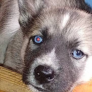 Axel a rejoint le concours — aidez-le/la à gagner de superbes lots ! puppy, dog, close_up, blue_eyes, fur, cute, pet, animal, resting, wood, face, snout, whiskers, indoor, young, canine, portrait, sleepy, furry, nose