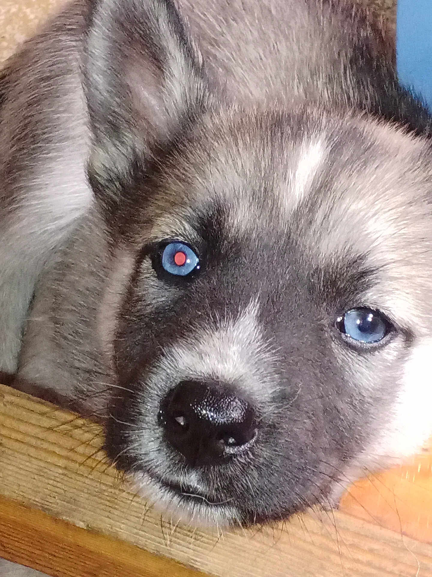 Axel a rejoint le concours — aidez-le/la à gagner de superbes lots ! puppy, dog, close_up, blue_eyes, fur, cute, pet, animal, resting, wood, face, snout, whiskers, indoor, young, canine, portrait, sleepy, furry, nose