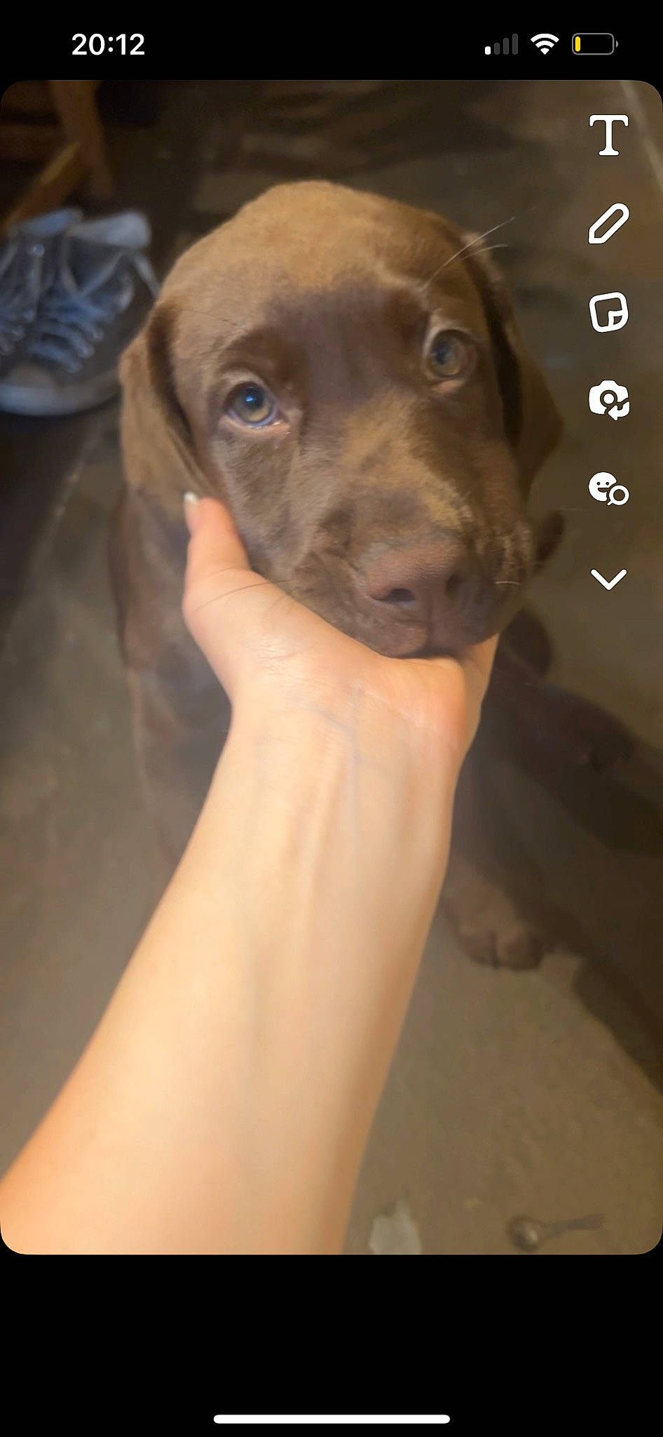 Eddie is registered to the contest to win money with this photo: canidae, carnivore, companion_dog, dog, dog_breed, ear, fawn, german_shorthaired_pointer, gun_dog, hunting_dog, liver, sporting_group, terrestrial_animal, whiskers, working_animal