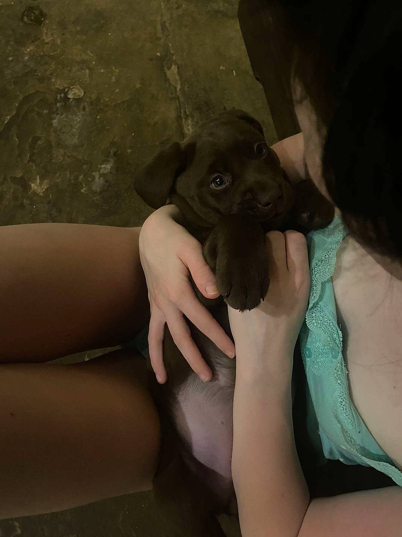 Eddie is registered to the contest to win money with this photo: black_hair, carnivore, comfort, companion_dog, dog, dog_breed, elbow, fawn, flash_photography, gesture, happy, human_leg, joint, knee, long_hair, snout, thigh, toy_dog, trunk, working_animal