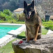 Lady participe au concours pour gagner de l'argent avec cette photo : dog, german_shepherd, rock, pool, water, grass, tree, leafless_tree, toy, outdoor, sunlight, house, nature, pet, animal, tongue_out, sitting, daytime, garden, greenery