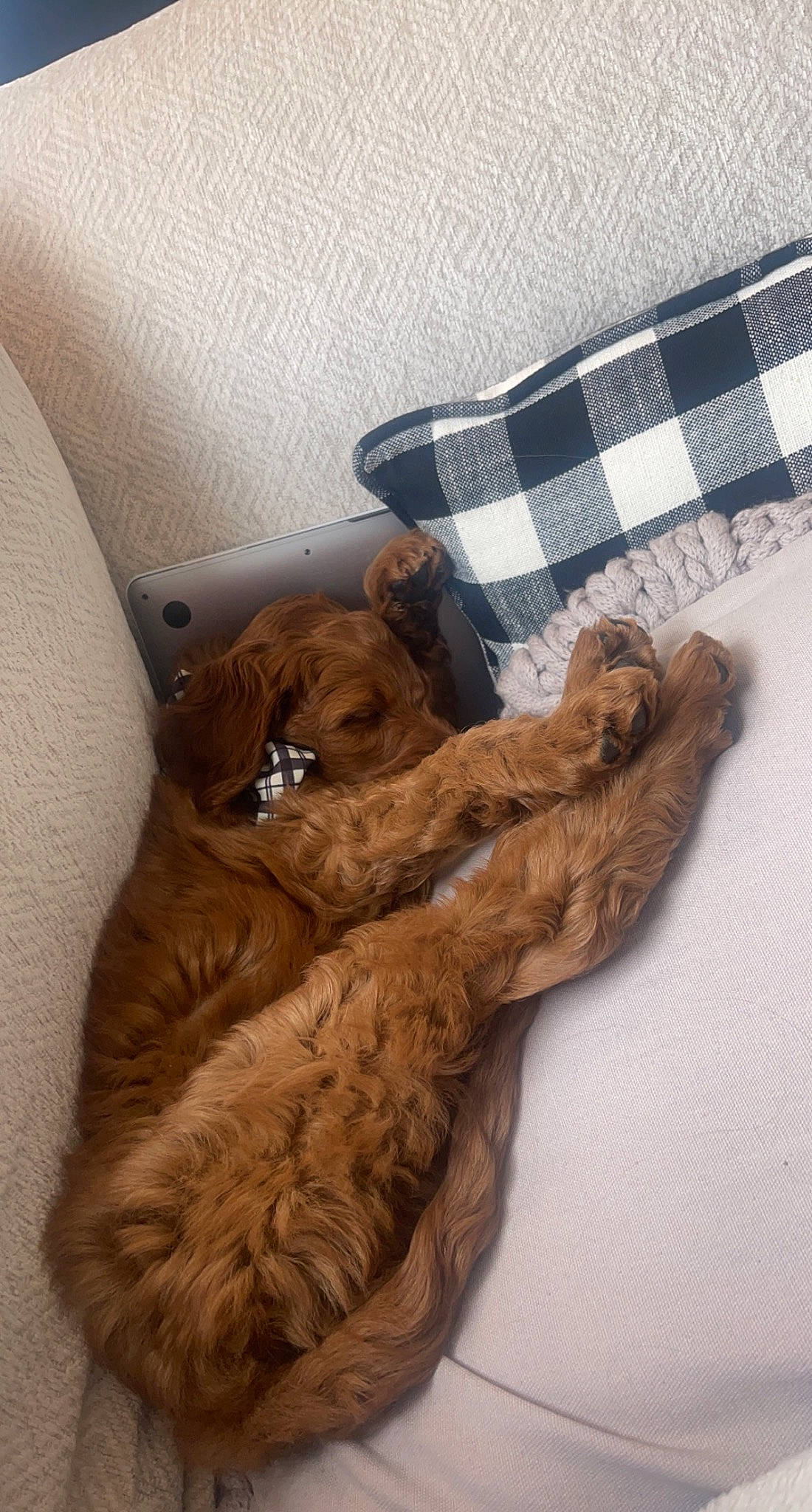 Reign is registered to the contest to win money with this photo: carnivore, comfort, companion_dog, dog_breed, domestic_short_haired_cat, fawn, felidae, fur, gesture, linens, liver, mammal, pattern, small_to_medium_sized_cats, stuffed_toy, tail, tartan, textile, whiskers, wood