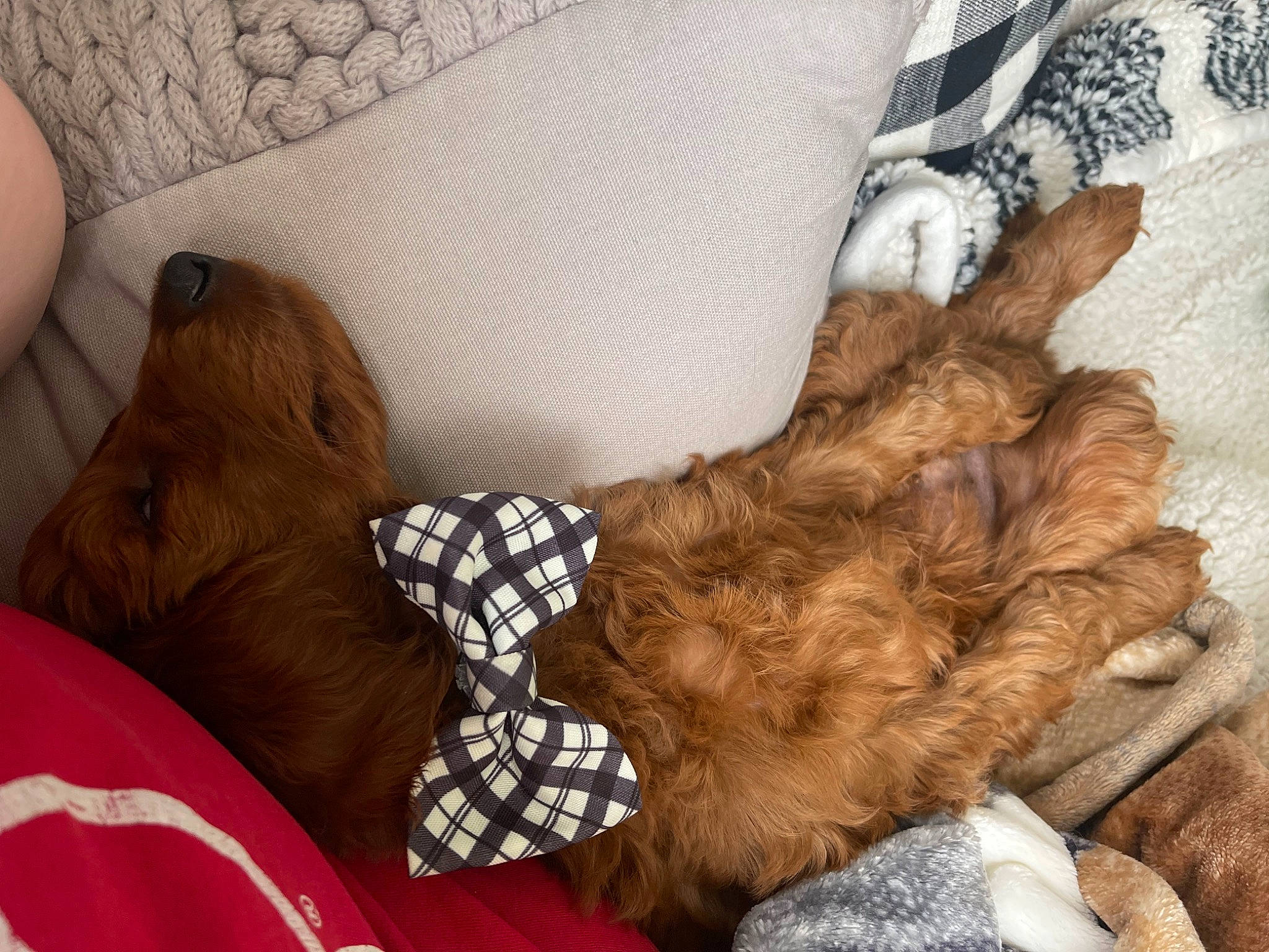 Reign joined the competition — help win amazing prizes! brown, canidae, carnivore, collar, comfort, companion_dog, dog, dog_breed, dog_collar, dog_supply, fashion_accessory, fawn, fur, linens, liver, pet_supply, sporting_group, tail, textile, working_animal