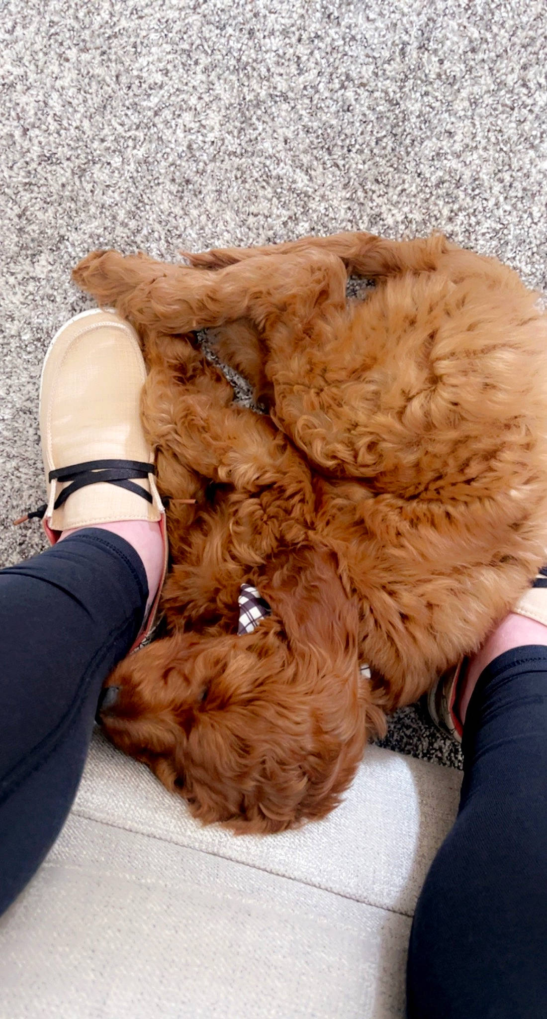 Reign is registered to the contest to win money with this photo: canidae, carnivore, chair, companion_dog, dog, dog_breed, fashion_accessory, fawn, felidae, fur, gesture, labradoodle, liver, paw, puppy_love, snout, sporting_group, toy_dog, wood, working_animal