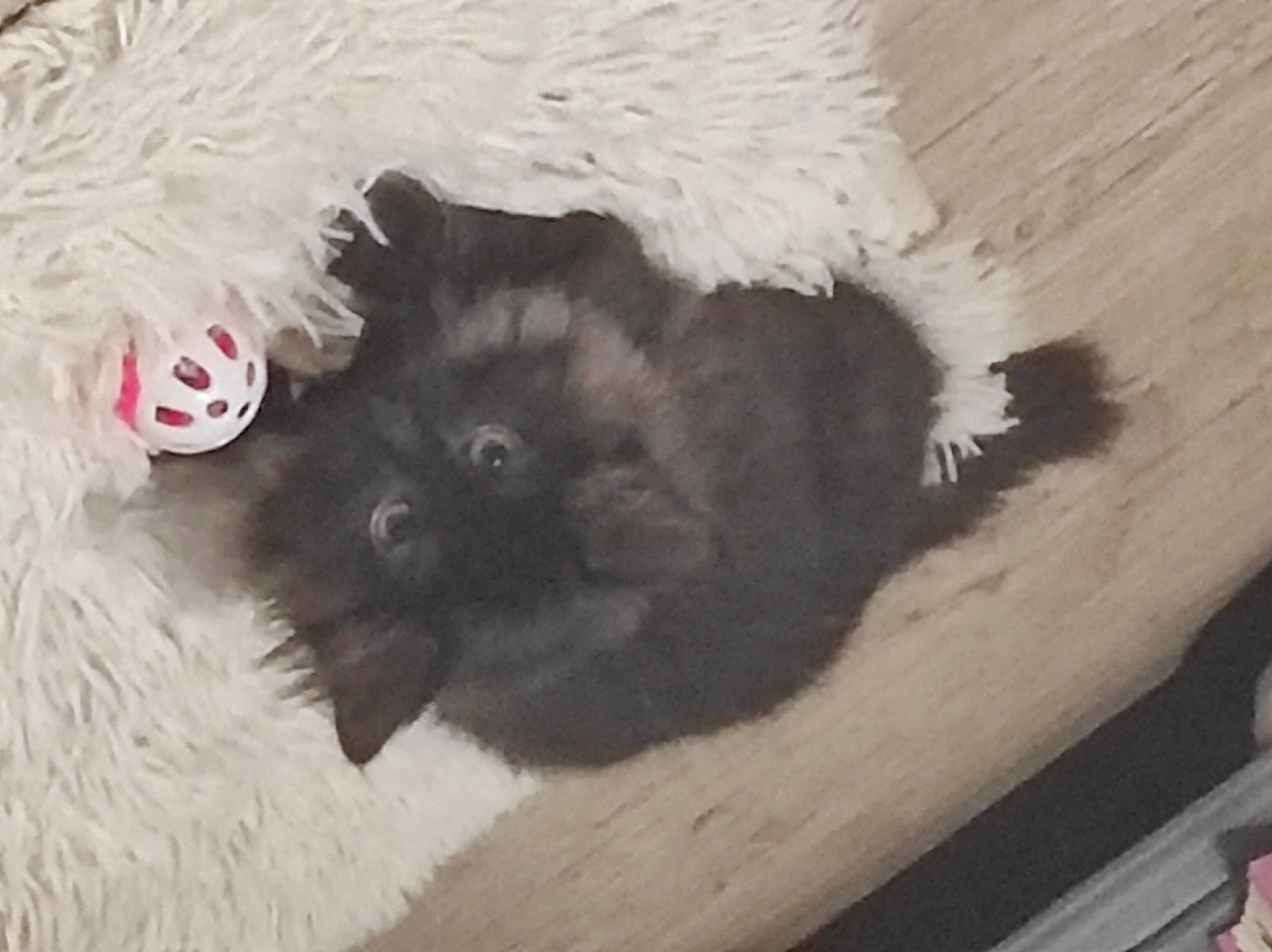 Madame participe au concours pour gagner de l'argent avec cette photo : canidae, carnivore, cat, cat_bed, cat_supply, comfort, companion_dog, dog_breed, fawn, felidae, fur, grey, paw, small_to_medium_sized_cats, snout, sporting_group, tail, terrestrial_animal, whiskers, working_animal