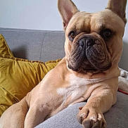 Véga participe au concours pour gagner de l'argent avec cette photo : animal, brown, canine, companion, couch, cozy, cute, dog, ears, french_bulldog, fur, home, indoor, mustard_pillow, paw, pet, portrait, relaxed, resting, snout