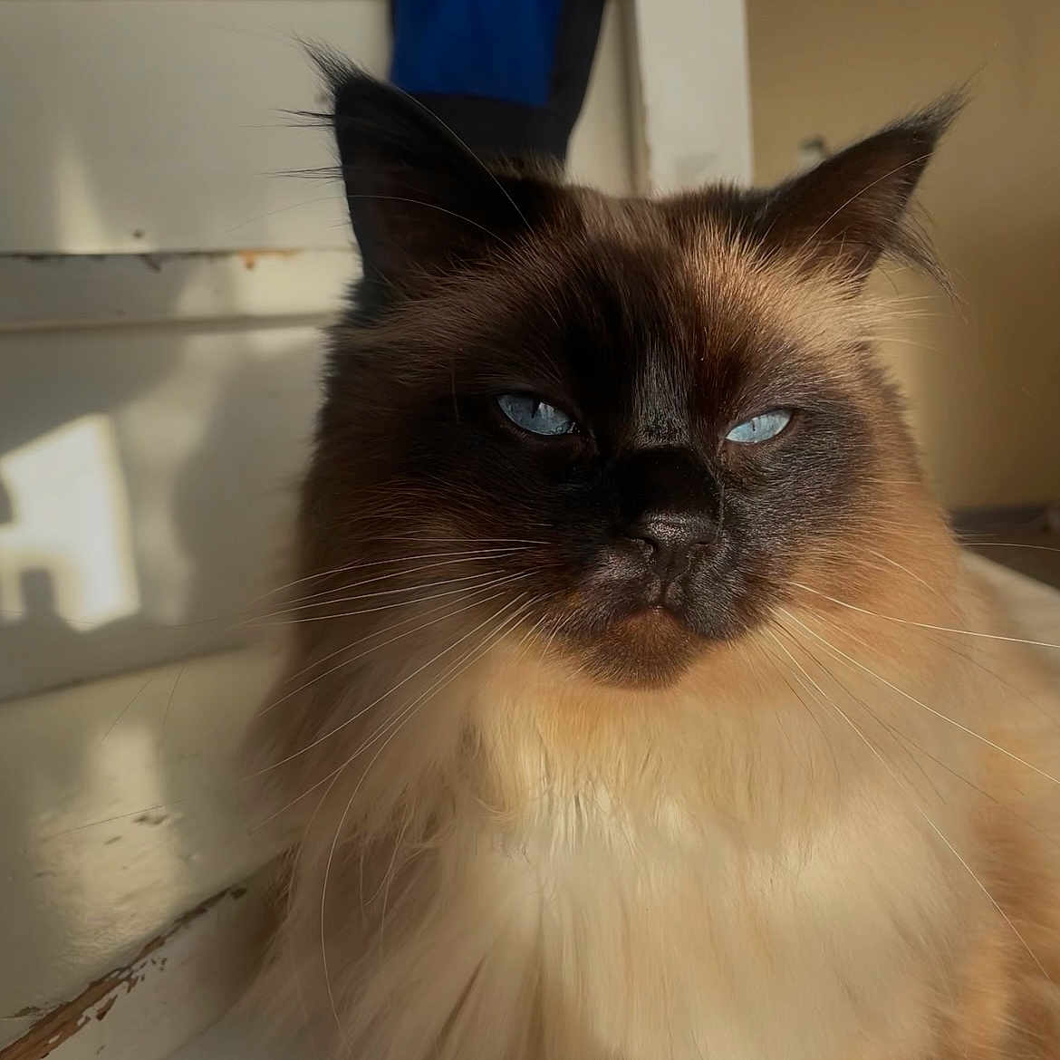 Rasta a rejoint le concours — aidez-le/la à gagner de superbes lots ! animal, blue_eyes, brown, cat, close_up, cream, cute, domestic_animal, feline, fluffy, fur, indoor, jacket, pet, portrait, relaxed, shadow, staircase, sunlight, whiskers