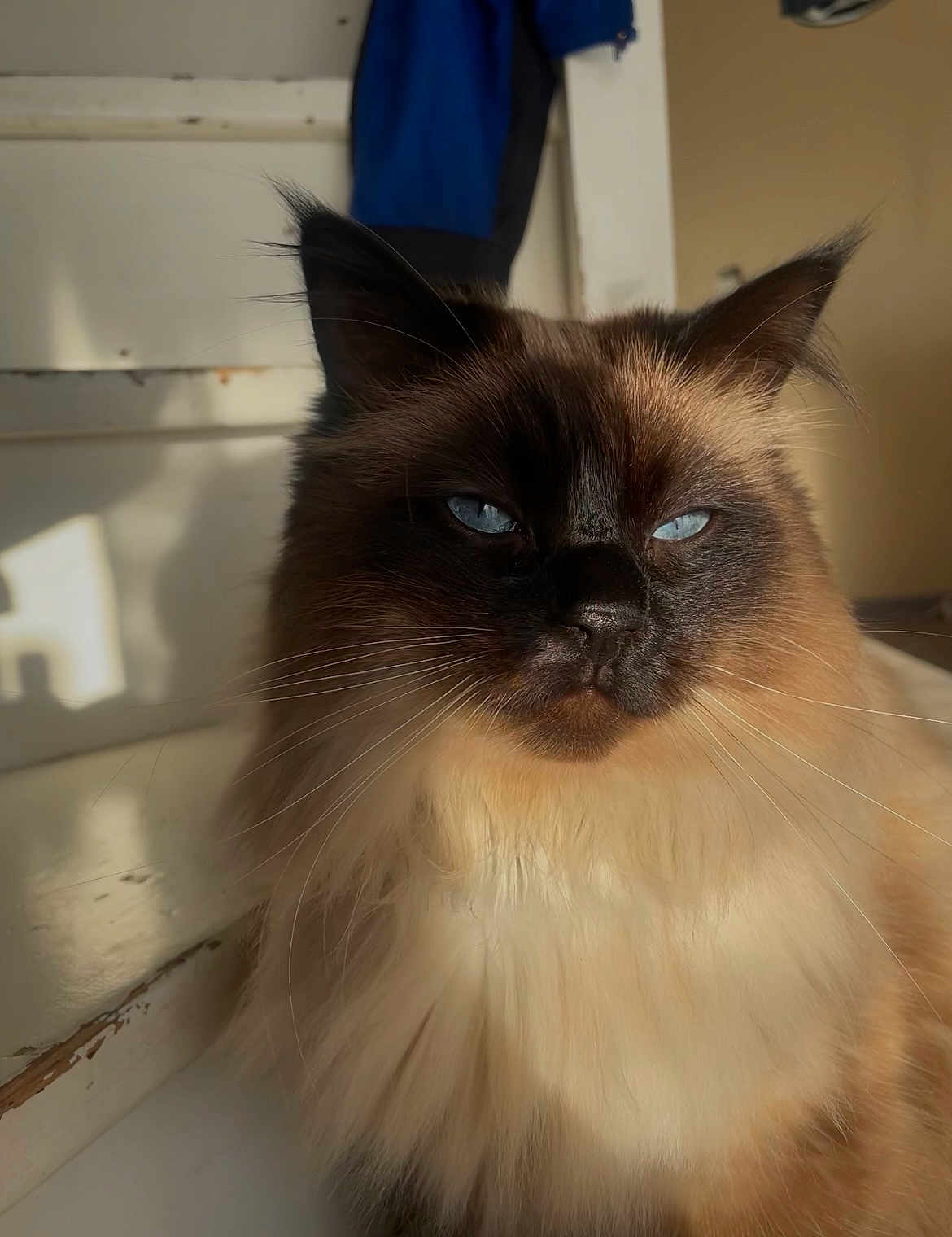 Rasta a rejoint le concours — aidez-le/la à gagner de superbes lots ! cat, fluffy, blue_eyes, indoor, sunlight, staircase, jacket, pet, feline, close_up, fur, whiskers, domestic_animal, relaxed, portrait, shadow, brown, cream, animal, cute