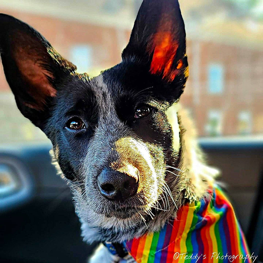 Finneas joined the competition — help win amazing prizes! canidae, carnivore, close_up, collar, companion_dog, dog, dog_breed, dog_collar, ear, electric_blue, event, eye, fawn, fur, happy, snout, sporting_group, toy_dog, whiskers, working_animal