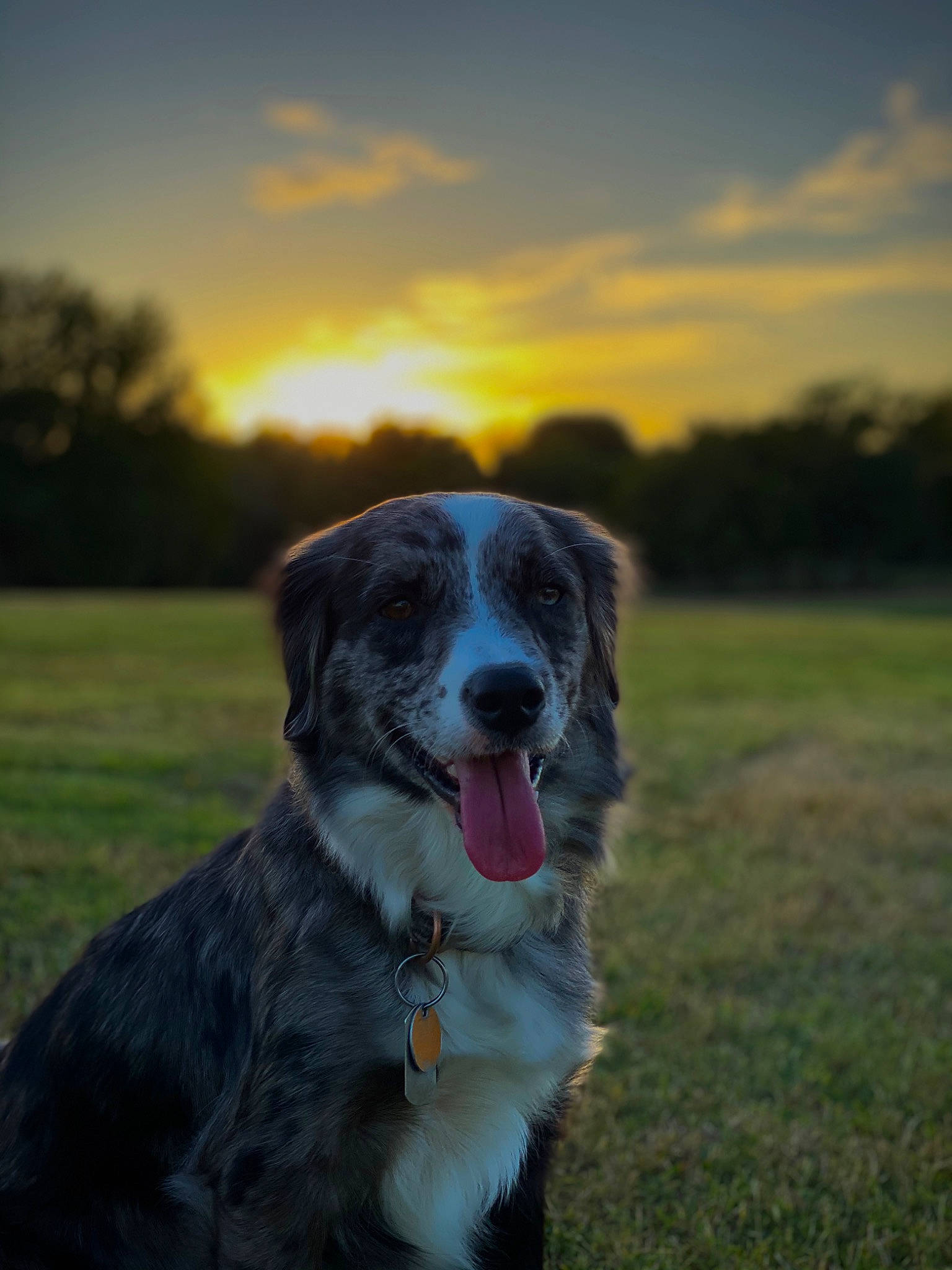 Bailey is registered to the contest to win money with this photo: canidae, carnivore, cloud, collar, companion_dog, dog, dog_breed, dog_collar, evening, grass, gun_dog, horizon, landscape, plant, sky, snout, sporting_group, tail, tree, working_dog