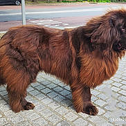 Groot participe au concours pour gagner de l'argent avec cette photo : dog, brown_fur, fluffy, side_view, outdoor, sidewalk, cobblestone, urban, street, parked_car, tongue_out, canine, pet, animal, daylight, quiet, nature, fence, road, collar