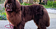 Groot a rejoint le concours — aidez-le/la à gagner de superbes lots ! dog, newfoundland, brown, fluffy, park, outdoor, flower, greenery, pavement, leash, canine, pet, animal, nature, tree, grass, side_view, tongue, large_dog, walking
