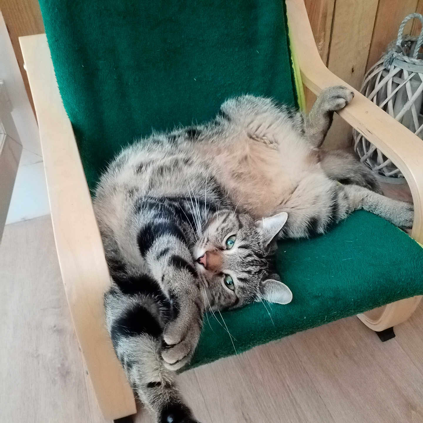 Grizette a rejoint le concours — aidez-le/la à gagner de superbes lots ! animal, architecture, armchair, building, cat, chair, couch, furniture, hardwood, indoors, kitten, livingroom, manx, person, pet, plywood, rockingchair, room, sleeping, wood