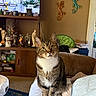 books, carpet, cat, couch, cozy, curious, decorations, ears, eyes, face, furniture, home, indoor, living_room, pet_bed, sculptures, subtitles, tabby, television, whiskers