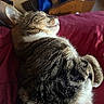 animal, blanket, cat, close_up, comfort, cozy, domestic_cat, feline, fur, household, indoor, paw, pet, red, relaxation, resting, sleeping, tabby_cat, whiskers, wooden_chair