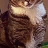 Sage joined the competition — help win amazing prizes! animal, calm, cat, closeup, cute, domestic_cat, ears, feline, fur, indoor, looking_at_camera, paws, pet, portrait, seated, sitting, striped_fur, tabby, whiskers, white_chest
