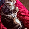 animal, blanket, cat, comfort, cozy, cute, domestic, feline, fur, indoor, nap, paws, pet, red, relaxed, resting, sleeping, soft, tabby, whiskers
