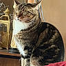 Sage joined the competition — help win amazing prizes! animal, brown, cat, closed_eyes, cozy, cushion, decor, domestic, feline, fur, home, indoor, lantern, pet, portrait, relaxed, sitting, striped, tabby_cat, whiskers