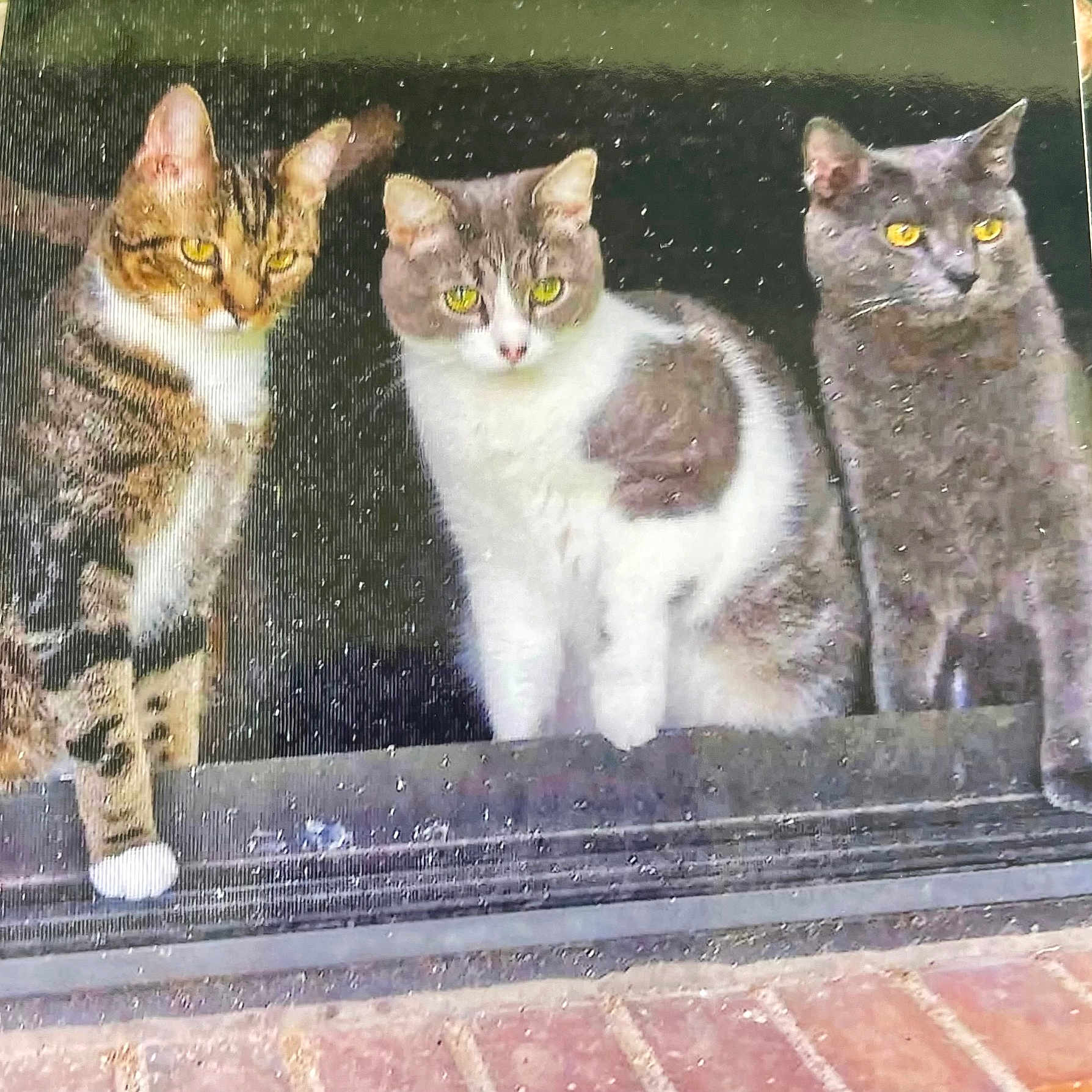 Sergio is registered to the contest to win money with this photo: cat, three_cats, window, rain_drops, yellow_eyes, tabby_cat, gray_cat, white_cat, pets, animal, curious, indoor, looking_out, feline, mammal, sitting, close_up, domestic_cat, fur, whiskers