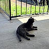 animal, car, cat, concrete, daytime, domestic_animal, grass, gray_cat, lying_down, nature, outdoor, pet, porch, quiet, railing, relaxed, resting, shadow, side_view, sunlight
