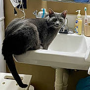 Sergio is registered to the contest to win money with this photo: animal, bathroom, cat, closeup, counter, curious, domestic_cat, faucet, fur, gray_cat, green_eyes, household, indoor, interior, mirror, pet, sink, soap_dispenser, toothbrush, white_sink