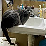 animal, bathroom, cat, closeup, counter, curious, domestic_cat, faucet, fur, gray_cat, green_eyes, household, indoor, interior, mirror, pet, sink, soap_dispenser, toothbrush, white_sink