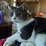 Sparky joined the competition — help win amazing prizes! animal, blanket, blurred_background, cat, close_up, companion, cozy, curious, domestic, feline, fur, gray_and_white, indoor, living_room, paw, pet, remote_control, resting, soft_light, whiskers