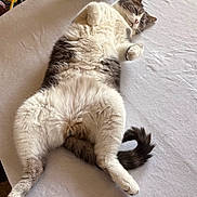 Sparky joined the competition — help win amazing prizes! animal, belly_up, cat, cozy, cute, domestic_animal, feline, fluffy, fur, home, indoor, lazy, mammal, paw, pet, relaxed, resting, sleeping, tail, white_sheet