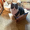 box_flap, cardboard_box, carpet, cat, cozy, curious, domestic_cat, feline, floor, flooring, gray_fur, green_eyes, household, indoor, looking, pet_bed, sitting, tabby, white_fur, wooden_chair