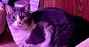 Sparky joined the competition — help win amazing prizes! animal, carpet, cat, cozy, curious, curled_up, domestic, ears, feline, fur, gray, indoor, mammal, pet, purple_light, resting, stacked_items, whiskers, white, wooden_cabinet