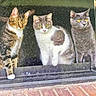 Sparky is registered to the contest to win money with this photo: animal, cat, closeup, curious, daylight, feline, glass, gray_cat, indoors, looking_outside, pets, rain, screen, sitting, tabby_cat, three_cats, wet, white_cat, window, yellow_eyes