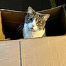 animal, box, cardboard_box, cat, closeup, curious, cute, domestic_cat, feline, gray_fur, green_eyes, head, indoor, looking_up, pet, playful, portrait, tabby, whiskers, white_fur