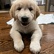 Milo is registered to the contest to win money with this photo: animal, appliance, canine, cute, dog, domestic_animal, floor, flooring, front_paws, fur, golden_retriever, home, indoor, kitchen, mammal, pet, puppy, smiling, wooden_floor, young