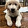 Milo