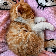 Mako is registered to the contest to win money with this photo: kitten, cat, sleeping, orange_fur, white_paws, fluffy, cute, pink_blanket, cartoon_pattern, soft_texture, cozy, pet, animal, domestic_cat, resting, feline, closeup, indoor, fur, adorable