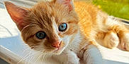 Mako is registered to the contest to win money with this photo: kitten, cat, orange_cat, white_cat, windowsill, sunlight, blue_eyes, pet, feline, indoor, curious, young_cat, closeup, whiskers, paw, relaxed, cozy, daylight, house, window
