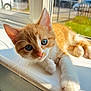 kitten, cat, orange_cat, white_cat, windowsill, sunlight, blue_eyes, pet, feline, indoor, curious, young_cat, closeup, whiskers, paw, relaxed, cozy, daylight, house, window