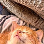 Mako is registered to the contest to win money with this photo: kitten, cat, sleeping, close_up, orange_fur, white_fur, whiskers, nose, ears, blanket, knitted, cozy, soft_lighting, fur_texture, resting, cute, pet, indoor, comfort, peaceful